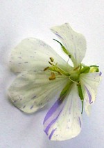 Photos Geranium pratense