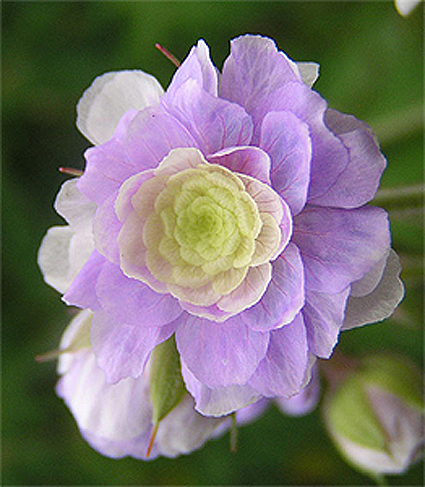 Photos Geranium pratense -