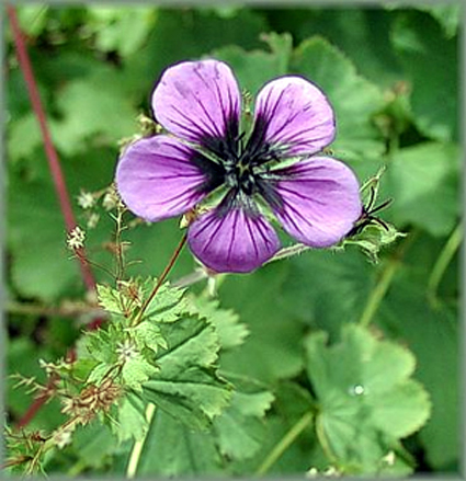 Photos Geranium procurrens - 