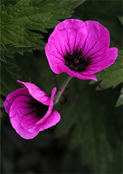 Foto Geranium psilostemon -