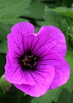 Photos Geranium psilostemon