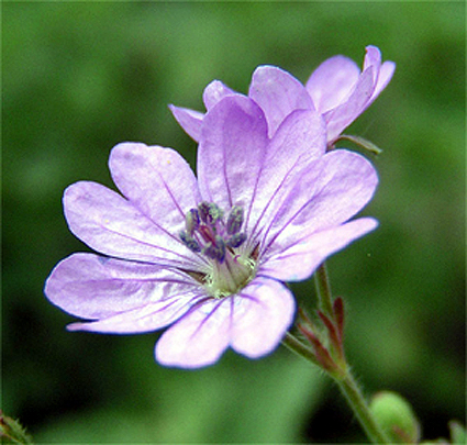 Photos Geranium pyrenaicum - 