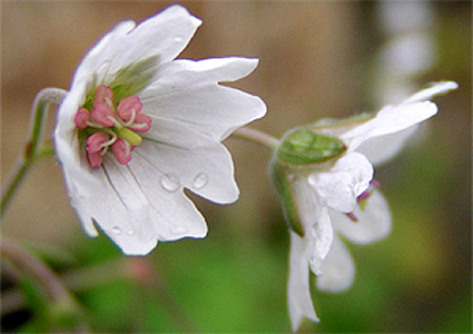 Photos Geranium pyrenaicum - 