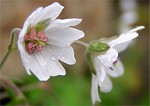 Photos Geranium pyrenaicum