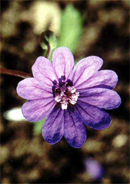 Photos Geranium pyrenaicum -