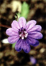 Photos Geranium pyrenaicum
