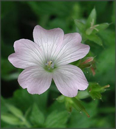Photos Geranium × oxonianum -