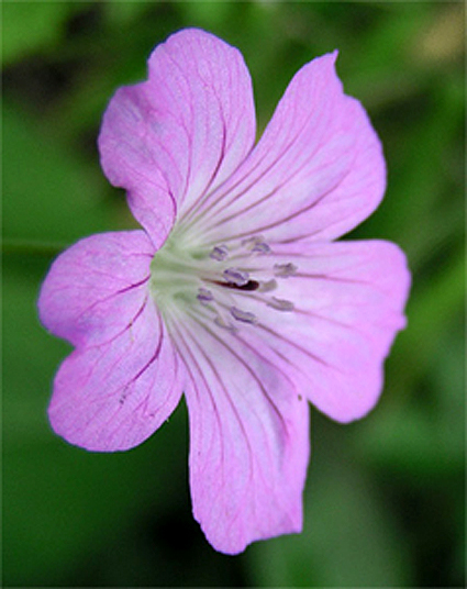 Photos Geranium rectum - 