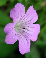 Photos Geranium rectum