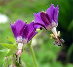 Photos Geranium reflexum