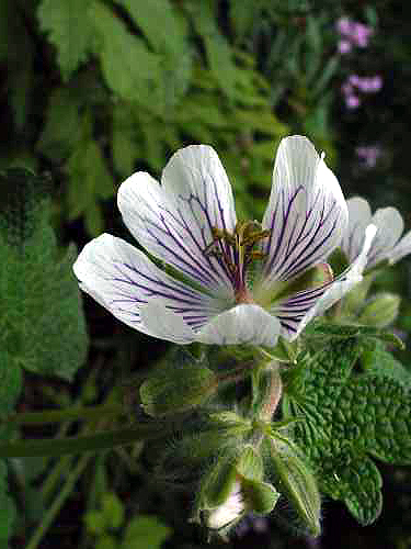 Photos Geranium renardii -