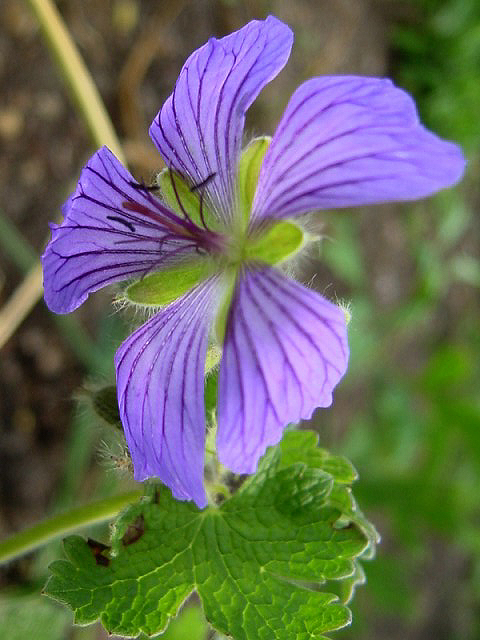 Photos Geranium renardii -