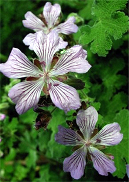 Fotos Geranium renardii - 