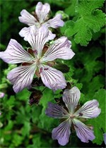 Photos Geranium renardii