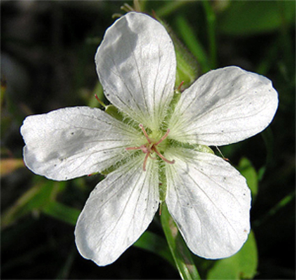 Photos Geranium richardsonii - 