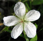 Photos Geranium richardsonii