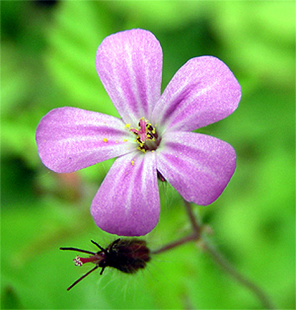 Photos Geranium robertianum -