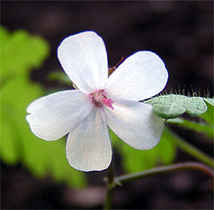 Photos Geranium robertianum - 