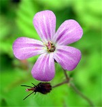 Photos Geranium robertianum