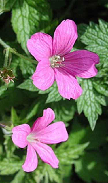 Photos Geranium � oxonianum - 