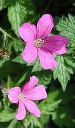 Photos Geranium � oxonianum