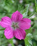Photos Geranium � oxonianum