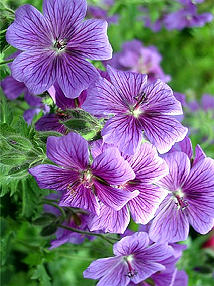 Photos Geranium x magnificum - 