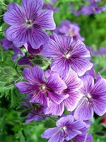 Photos Geranium x magnificum