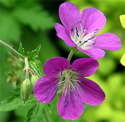 Photos Geranium sylvaticum -