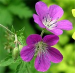 Photos Geranium sylvaticum