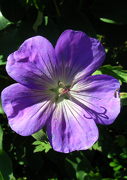 Photos Geranium wallichianum - 