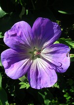 Photos Geranium wallichianum