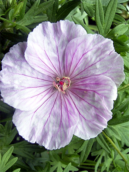 Photos Geranium sanguineum - Bloody geranium