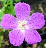 Photos Geranium sanguineum