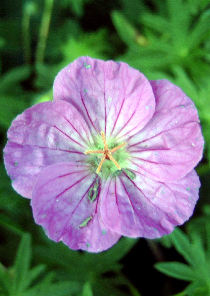 Photos Geranium sanguineum - Bloody geranium