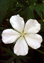 Photos Geranium sanguineum