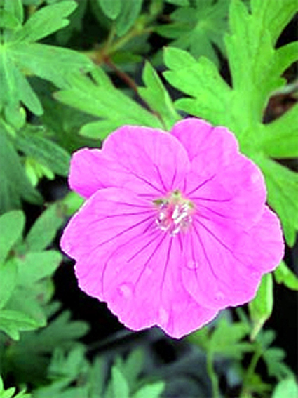 Photos Geranium sanguineum - Bloody geranium