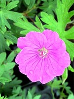 Photos Geranium sanguineum