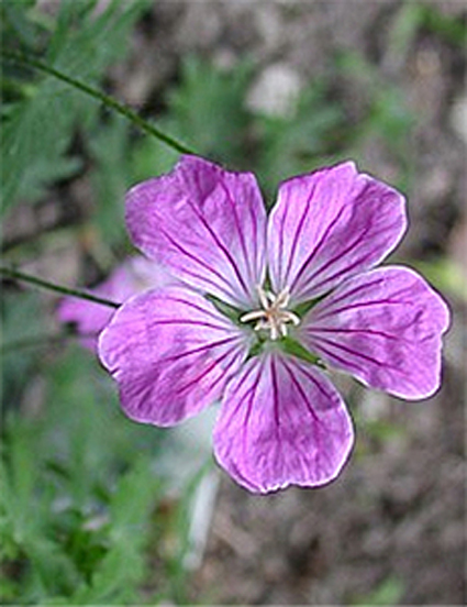 Photos Geranium sanguineum - Bloody geranium