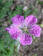 Photos Geranium sanguineum