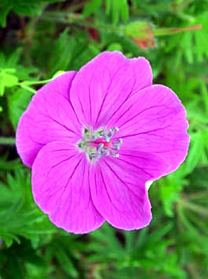 Photos Geranium sanguineum - Bloody geranium