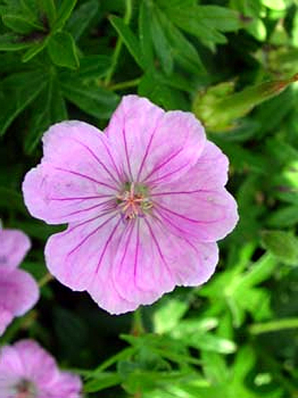 Photos Geranium sanguineum - Bloody geranium