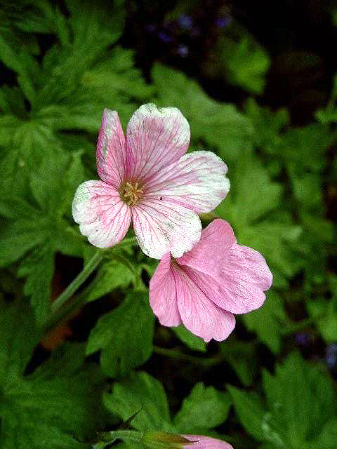 Photos Geranium sanguineum - Bloody geranium