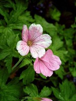 Photos Geranium sanguineum