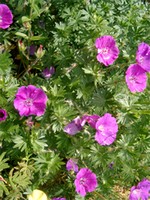 Photos Geranium sanguineum