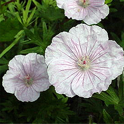 Photos Geranium sanguineum - Bloody geranium