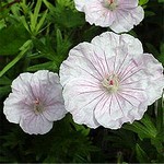 Photos Geranium sanguineum