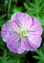 Photos Geranium sanguineum