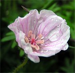 Photos Geranium sanguineum var. striatum
