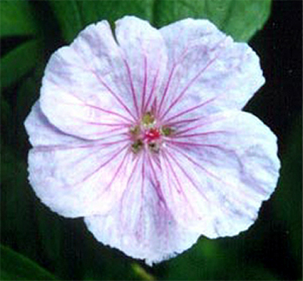 Photos Geranium sanguineum var. lancastriense -